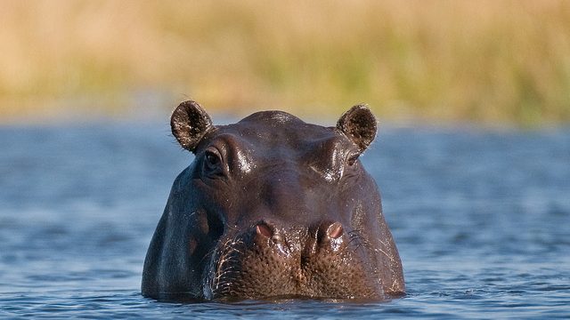 hippos immune
