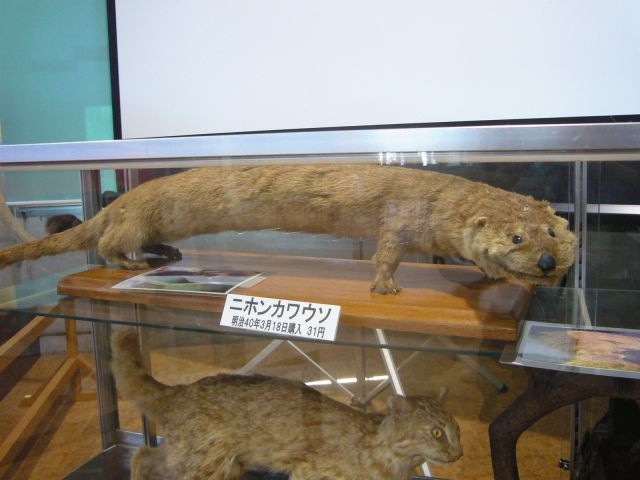 japanese river otter