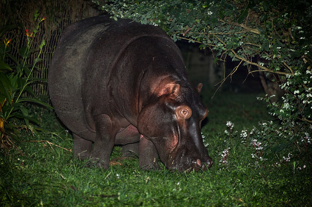 nocturnal hippos
