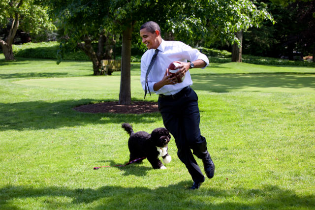 Obama dog