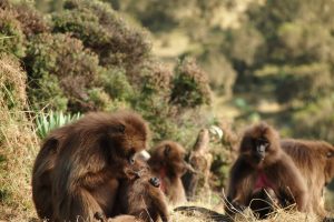 simien baboons