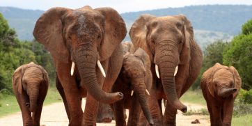 addo elephants