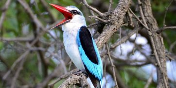Birds Of Botswana
