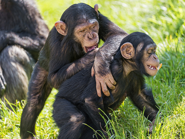 chimpanzees