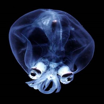 glass squid