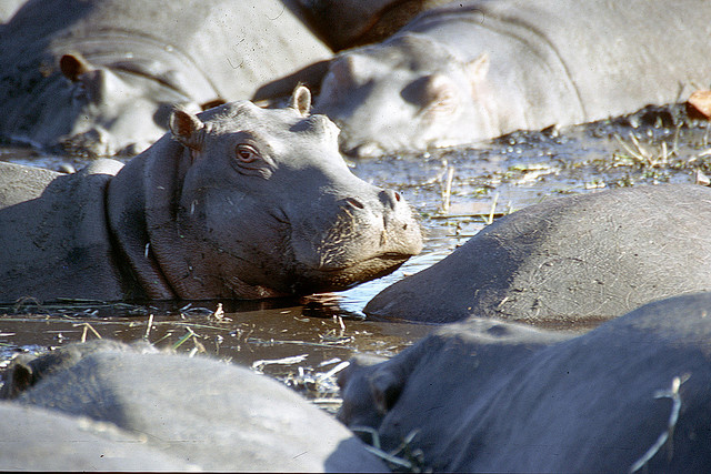 botswana hippos
