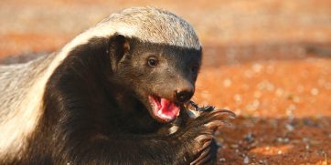 15 Reasons Why Honey Badgers Are Awesome