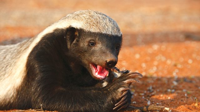 15 Reasons Why Honey Badgers Are Awesome