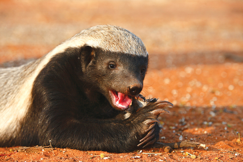 Honey Badgers (Bad to the Bone: Nastiest Animals, 4)