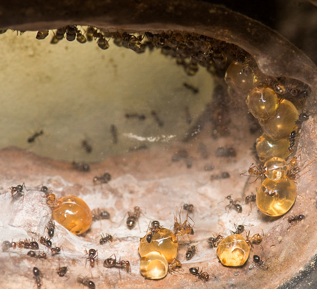 honeypot ant