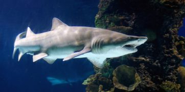 nurse shark