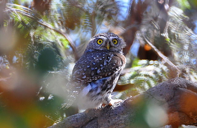 pearl-spotted owlet