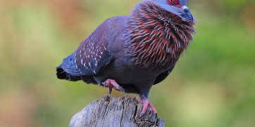 speckled pigeon