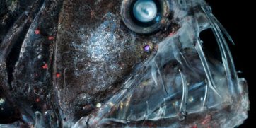 15 Deep Sea Creatures With A Face Only A Mother Could Love