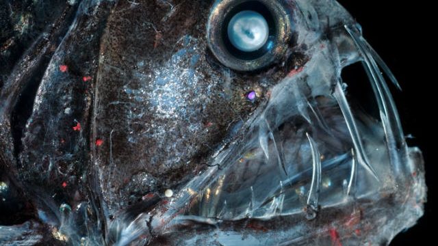 15 Deep Sea Creatures With A Face Only A Mother Could Love