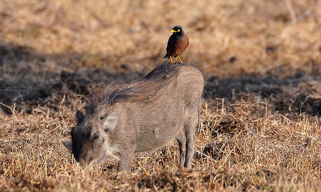 warthog common myna