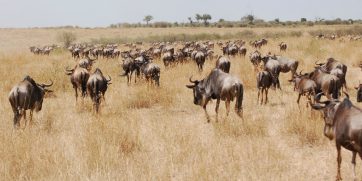 wildebeest masai mara