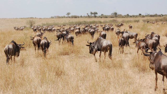 wildebeest masai mara