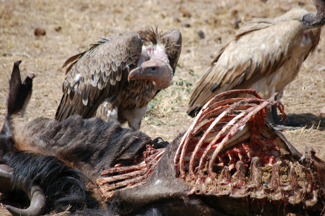 vulture and carcass