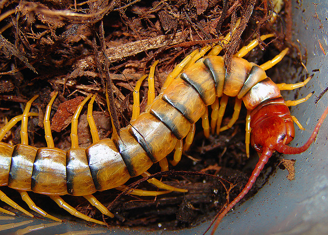 giant centipedes