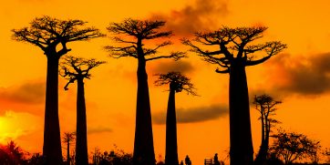 baobabs