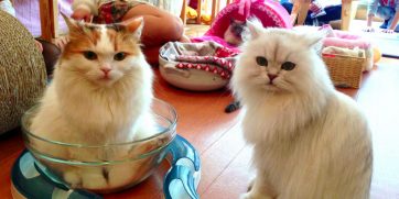 15 Reasons Why Cat Cafes Are Good For The Soul