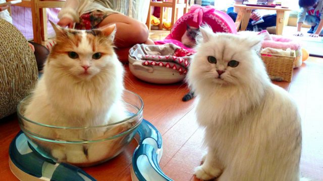 15 Reasons Why Cat Cafes Are Good For The Soul