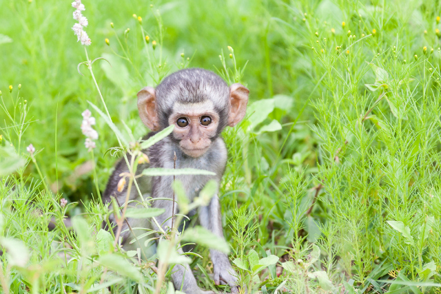 Baby vervet monkey (Shutterstock)
