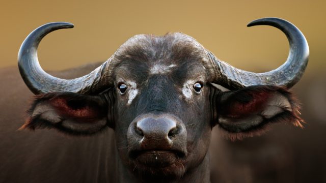 6 things you didnt know about african buffalo