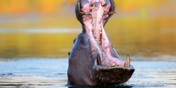 kruger hippo