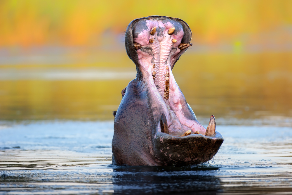Hippo displaying aggressive behaviour (Shutterstock)
