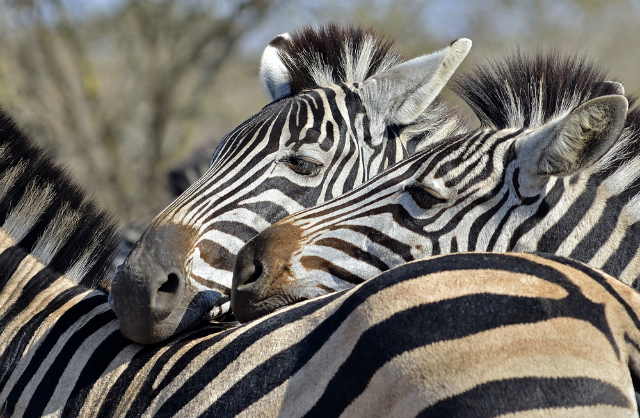 Playful zebras (Shutterstock)