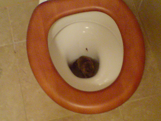 rats toilet