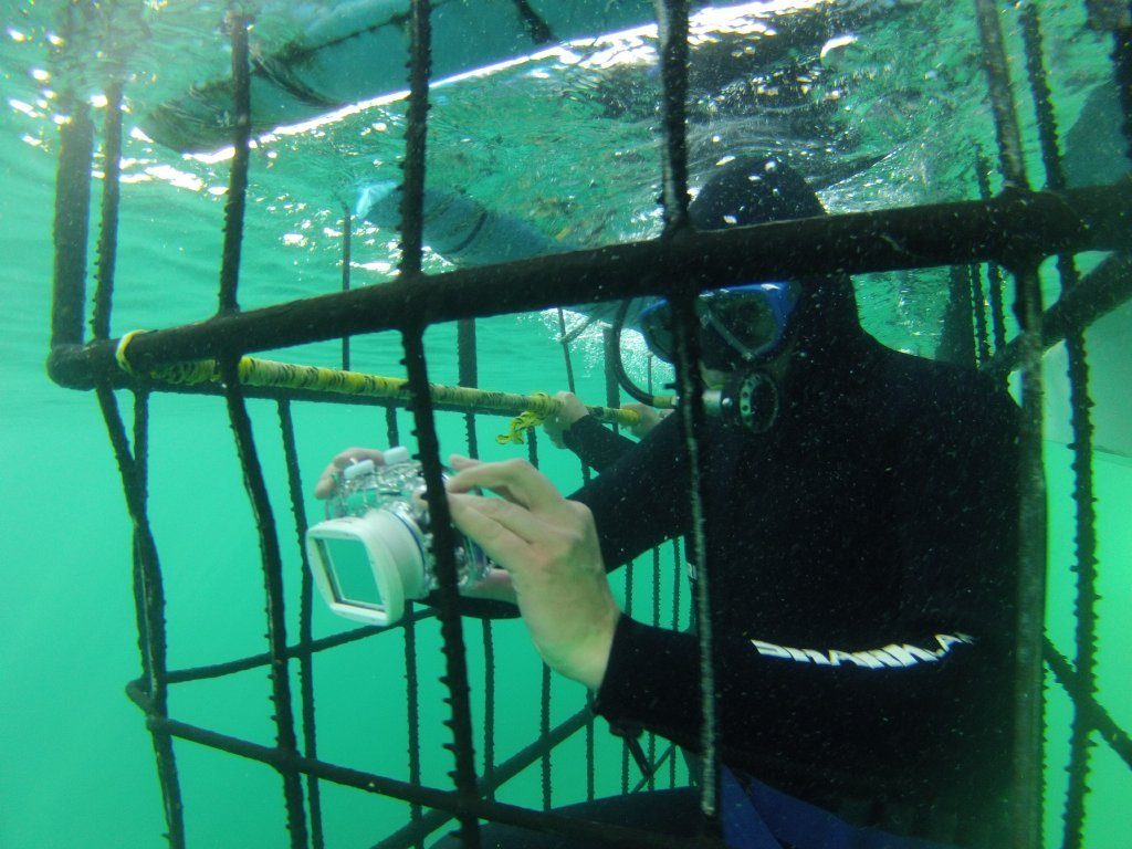 shark lady