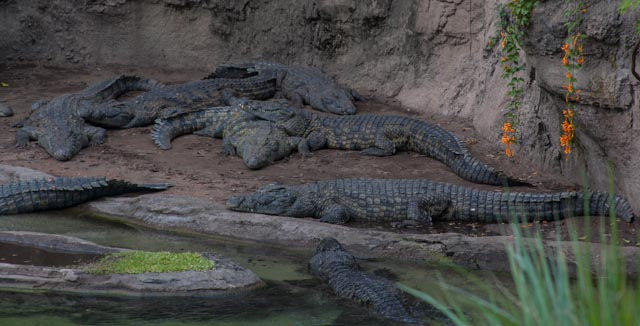 pet crocodiles
