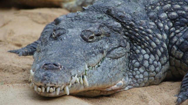 15 Things You Didn't Know About Nile Crocodiles