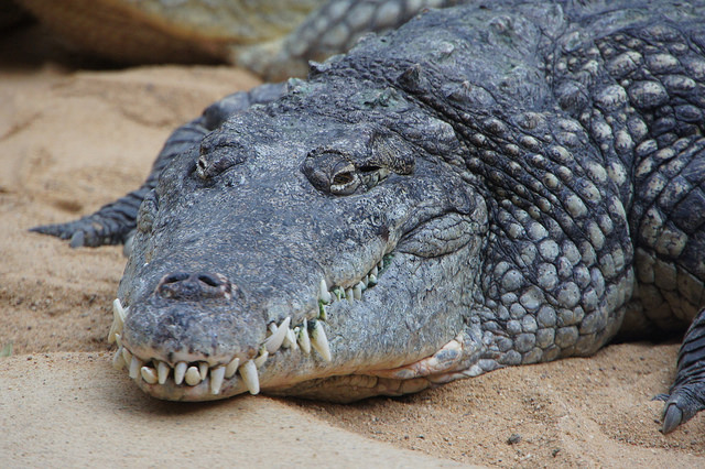natural predator crocodile