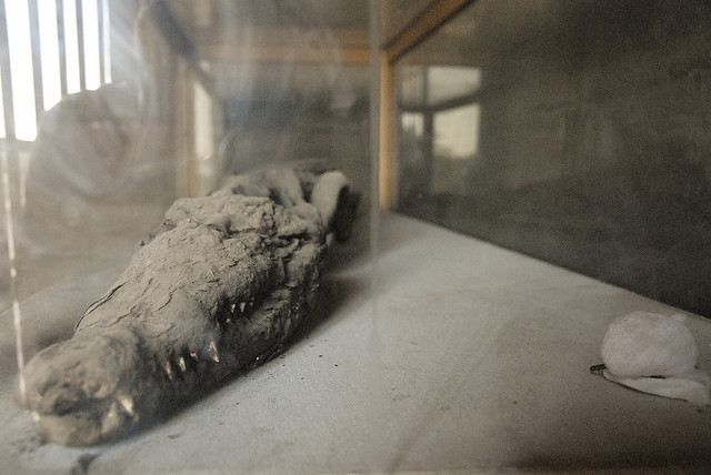 mummified crocodile