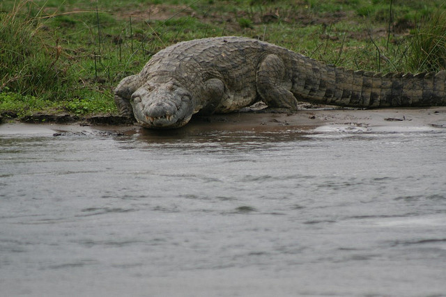holding breath crocodile