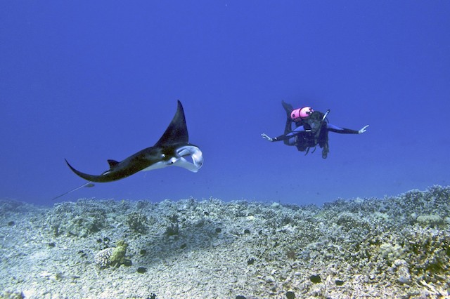 15 Awesome Places To Go Scuba Diving In Africa