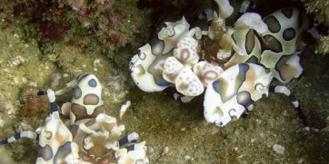 harlequin shrimp tofo