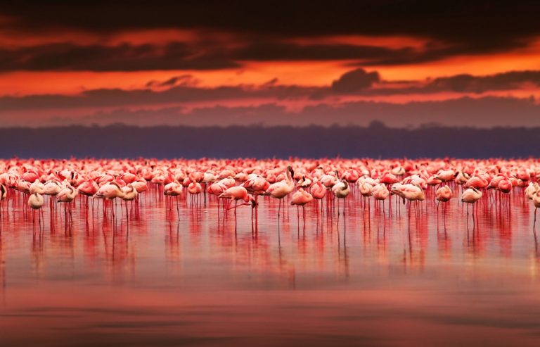 Flamingos: Kenya's Other Great Migration | AFKTravel
