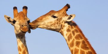 Giraffes kissing in Kruger