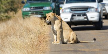 Lion on the road in Kruger