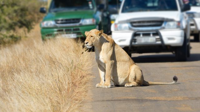 Lion on the road in Kruger
