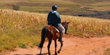 lesotho horse