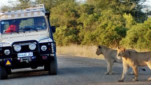 10 Things You Didn't Know About Kruger National Park | AFKTravel