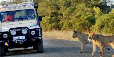 lions kruger national park wide