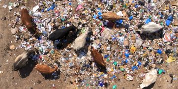 recycling cows dakar