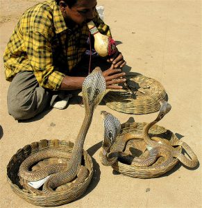 15 Things You Didn't Know About Snake Charming | AFKTravel